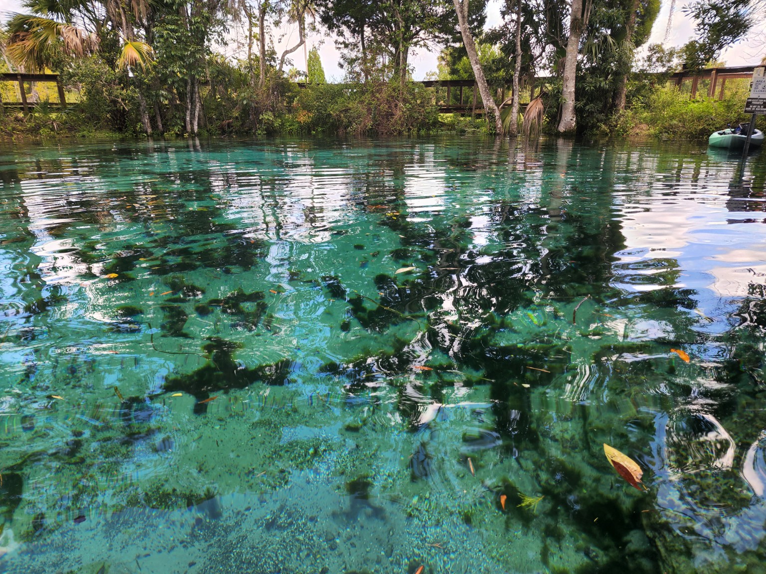 Clear turquoise spring water reflecting palms and trees at Silver Springs, Florida.